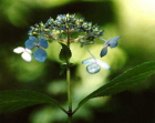 茶花アマチャ