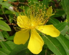 茶花ビョウヤナギ