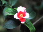茶花コチョウワビスケ