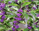 茶花ムラサキシキブ