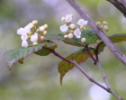 茶花オトコヨウゾメ
