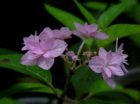 茶花シチダンカ