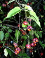 茶花ツリバナ