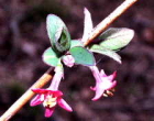 茶花ウグイスカグラ