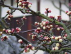 茶花ウンリュウバイ